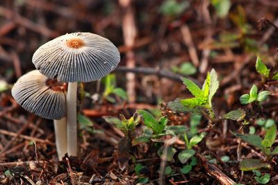 Close-up of mushroom in forest
