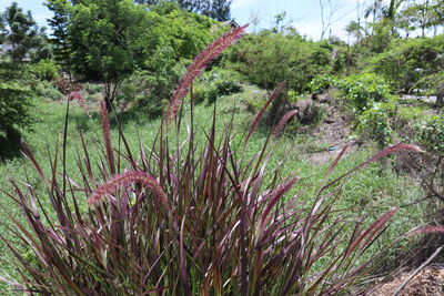 Scenic view of forest
