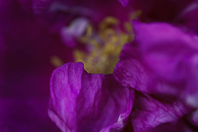 Close-up of purple rose flower