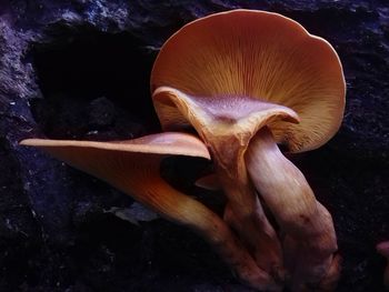 Close-up of mushroom growing outdoors