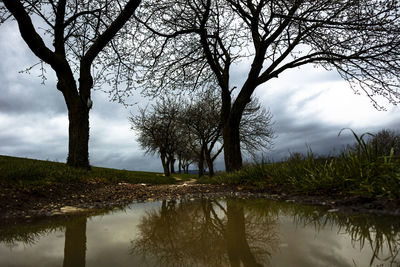 Trees by lake against sky