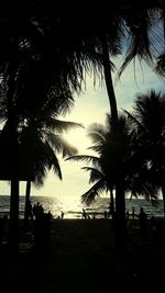 Silhouette of palm trees on beach