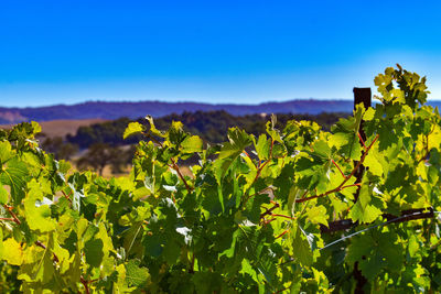 Plants growing on field against clear blue sky