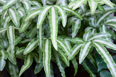 Full frame shot of plants