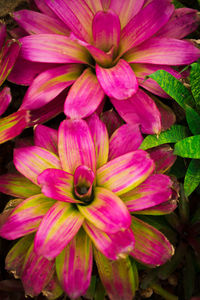 Close-up of pink dahlia