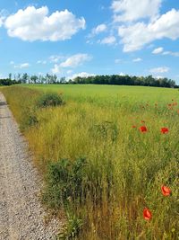 Scenic view of field against sky