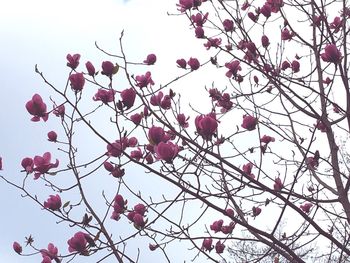 Low angle view of tree against sky