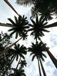 Low angle view of trees against sky