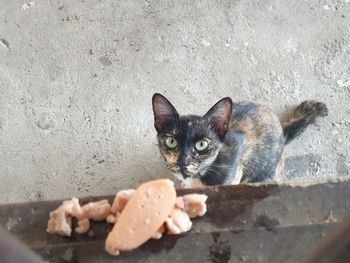 High angle portrait of cat by wall