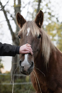 Close-up of a horse