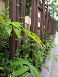 Close-up of ivy growing on plant