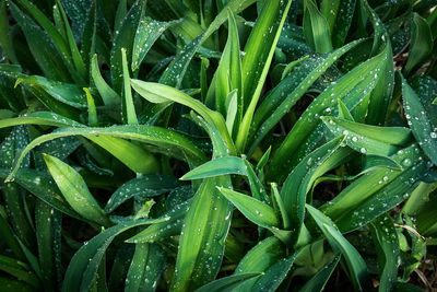 Macro shot of water drops on leaves