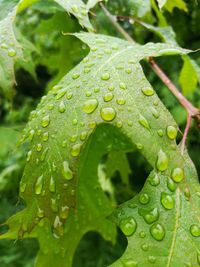Close-up of raindrops on leaves