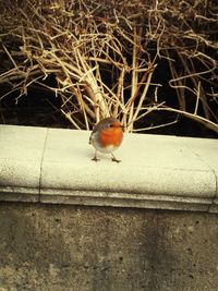 Bird perching on ground