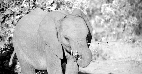 Close-up of elephant standing on field