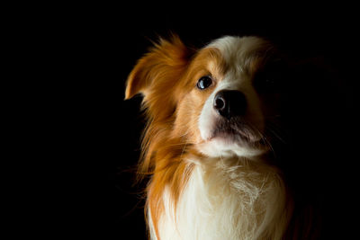 Close-up portrait of a dog over black background