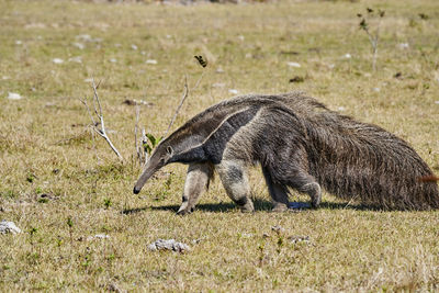 Side view of an animal on field