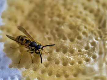 Close-up of insect