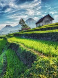 Scenic view of field against sky