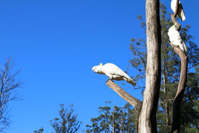 Low angle view of tree against clear blue sky