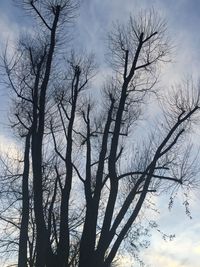 Low angle view of bare trees against sky