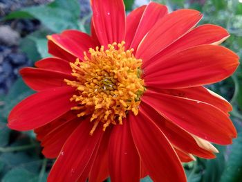 Close-up of red flower