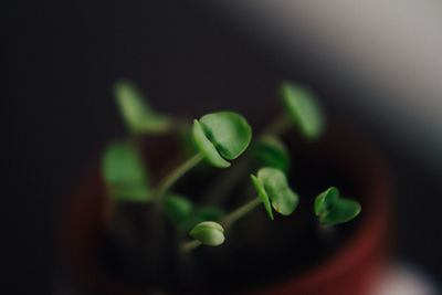 Close-up of green plant