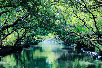 Scenic view of lake in forest