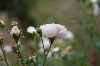 Close-up of flowers against blurred background