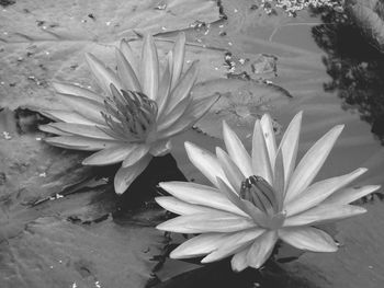 Close-up of flowers floating on water