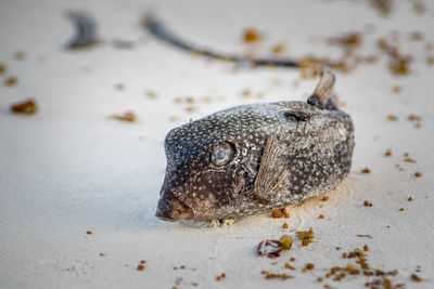 Close-up of a fish on sand