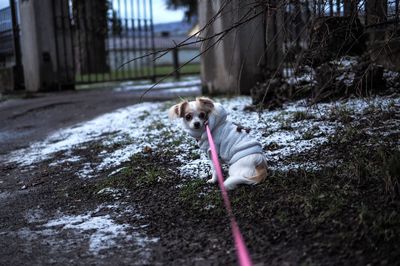 Dog in grass