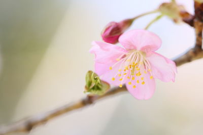 Close-up of pink flowers blooming outdoors