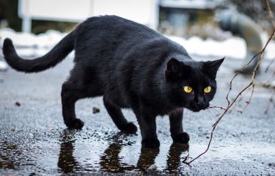 Portrait of black cat