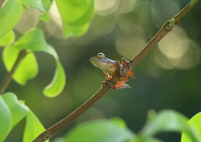 Small frog on tree branch