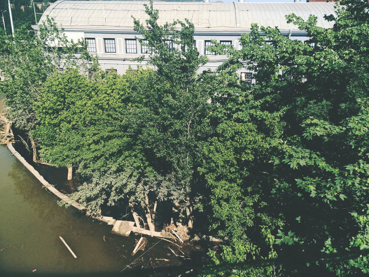 building exterior, architecture, built structure, tree, growth, plant, house, green color, residential building, window, residential structure, building, day, outdoors, no people, nature, leaf, sunlight, branch, city