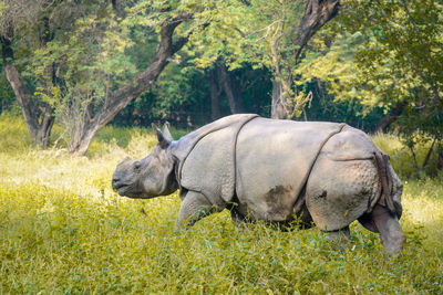 Great one horned rhino. 