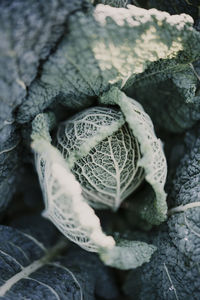 Full frame shot of plants