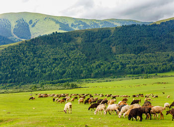 Flock of sheep grazing on field against mountain