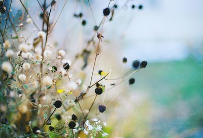 Low angle view of plants against sky