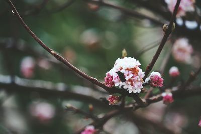 Close-up of pink flowers blooming outdoors