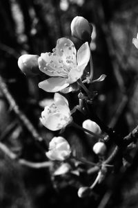 Close-up of cherry blossom