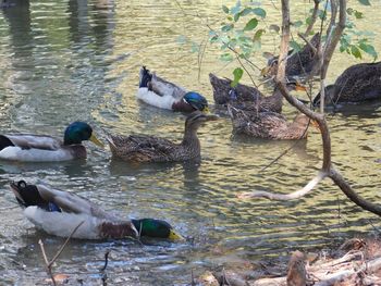 Ducks swimming on lake