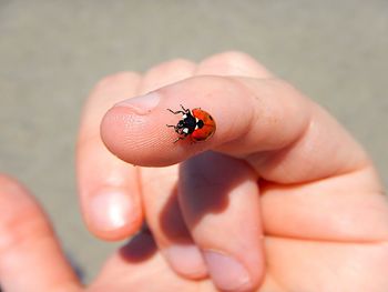 Close-up of ladybug on human finger