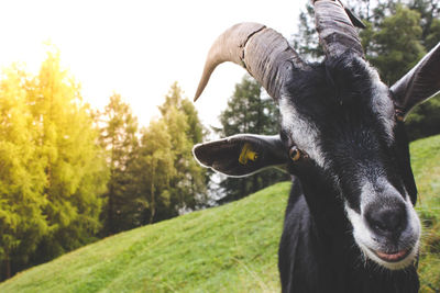 Portrait of goat on field against sky