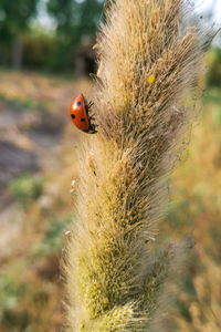 Close-up of ladybug on flower