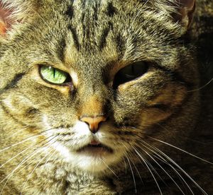 Close-up portrait of a cat