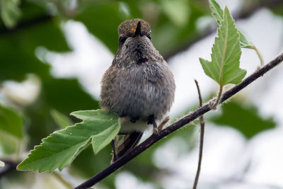 Close-up of bird perching on plant