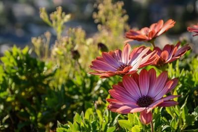 Close-up of pink flowers