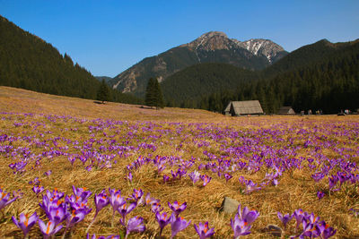 Purple flowering plants on field by mountains against sky